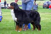 Bernese Noklebyasen